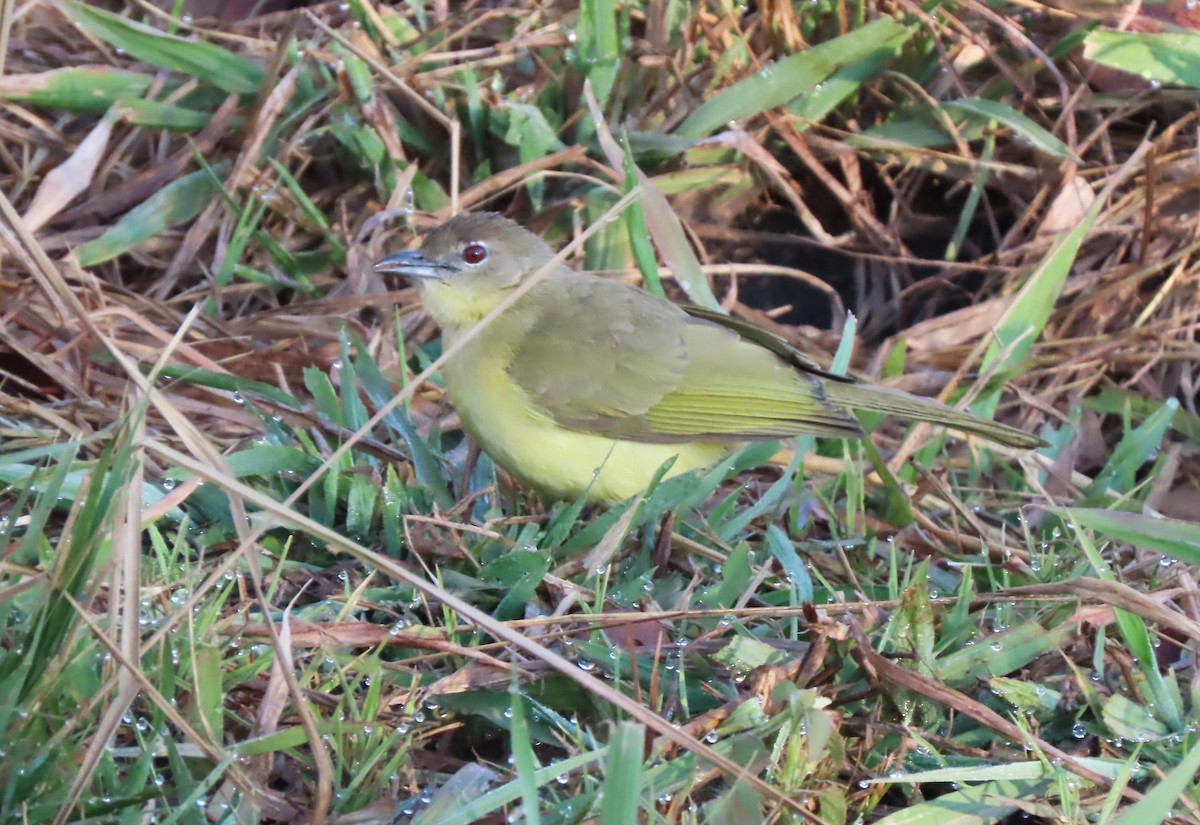 Yellow-bellied Greenbul - ML639755070