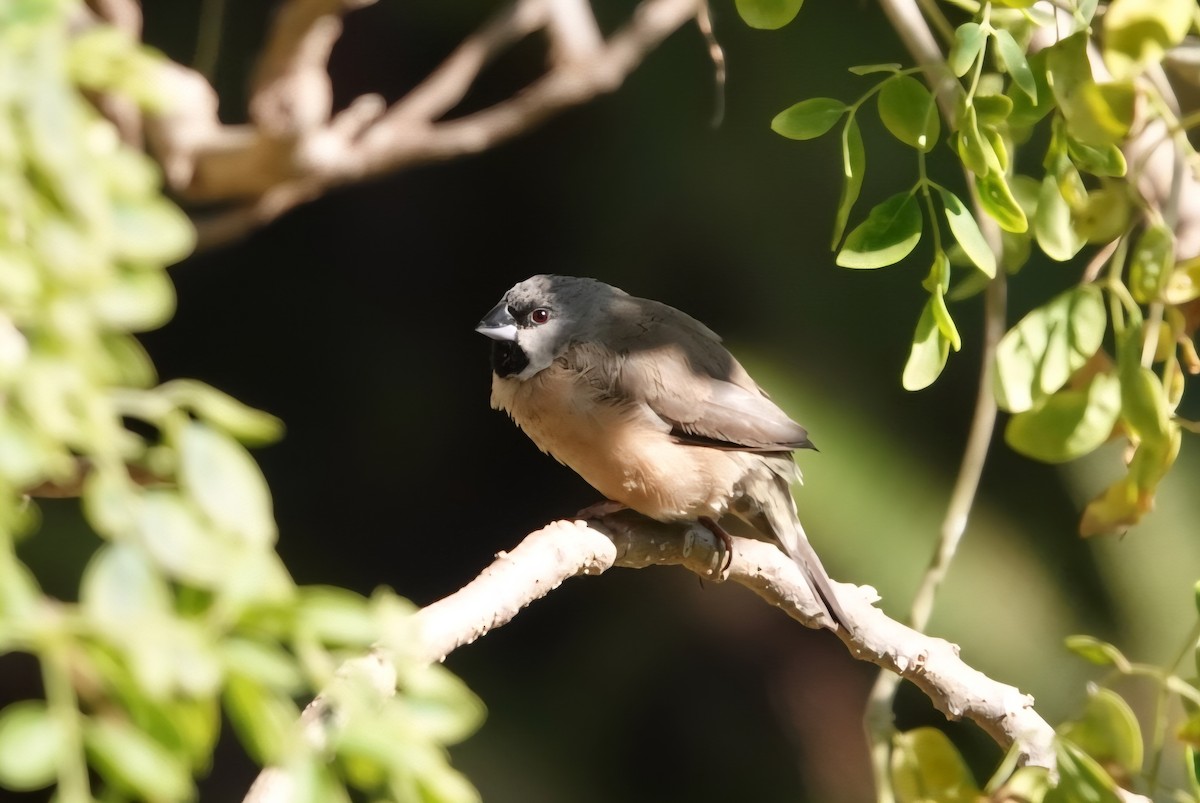 Madagascar Munia - ML639755081