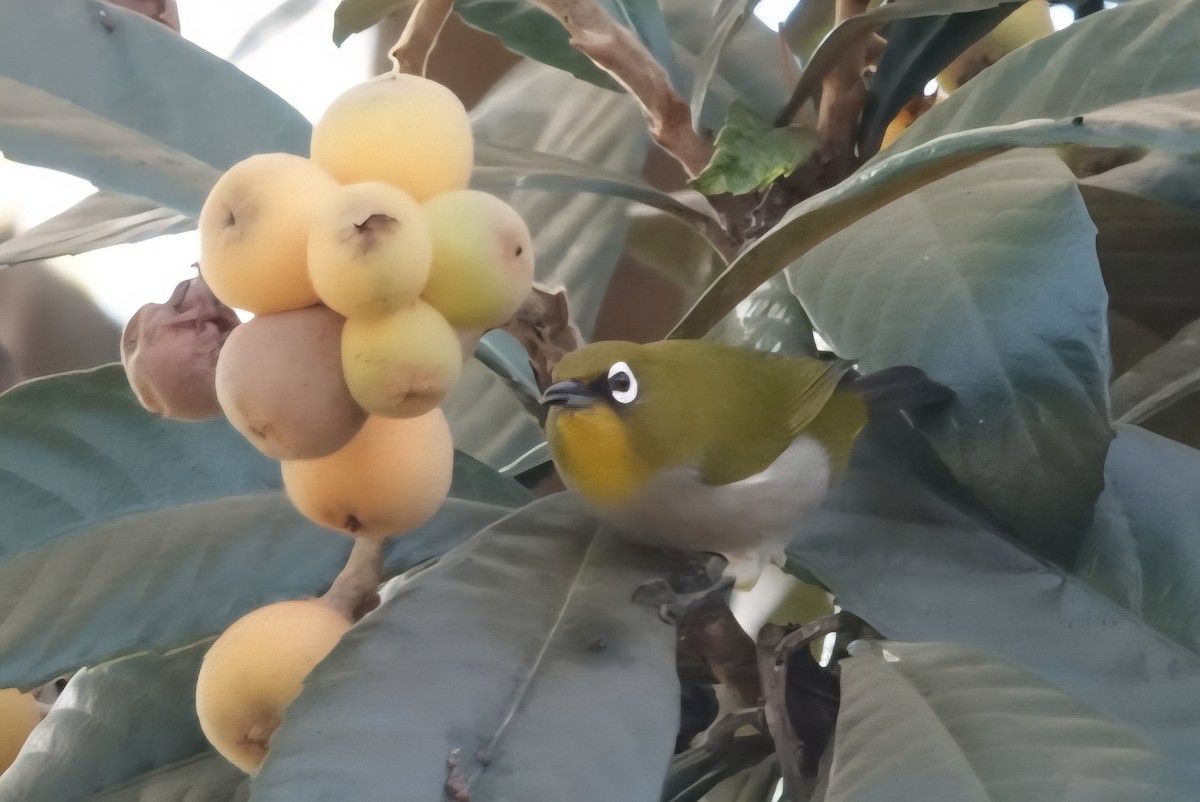 Malagasy White-eye - ML639755160