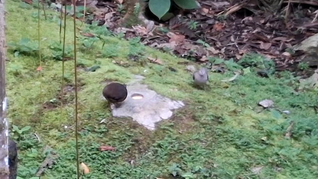 Little Tinamou - ML639755259