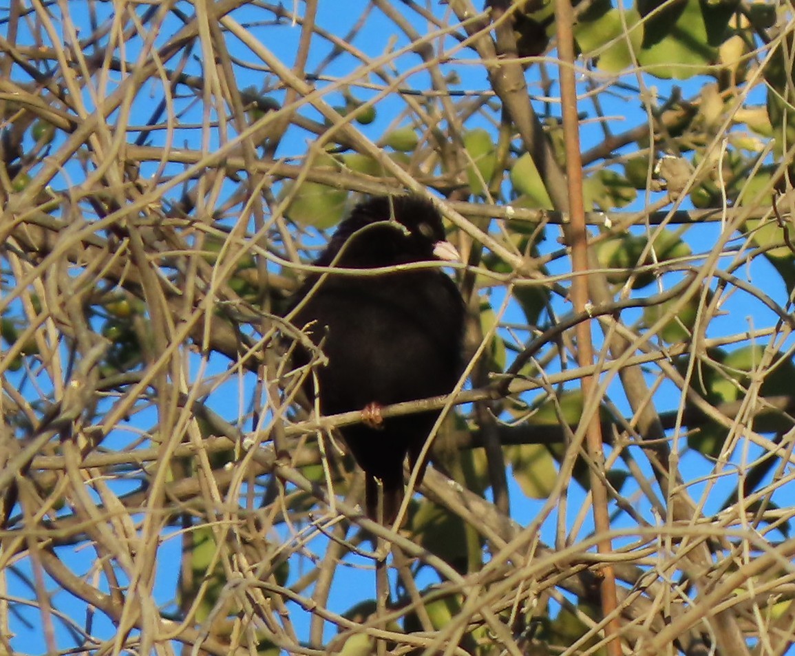 Purple Indigobird - ML639755285