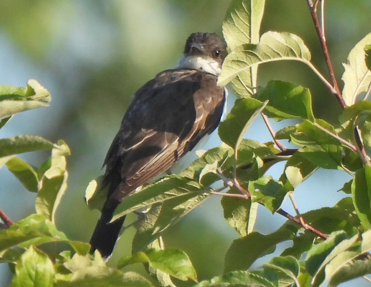 Eastern Kingbird - ML639755321