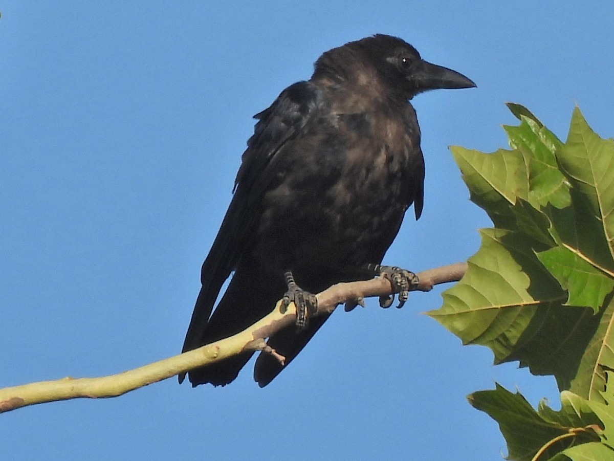 American Crow - ML639755331