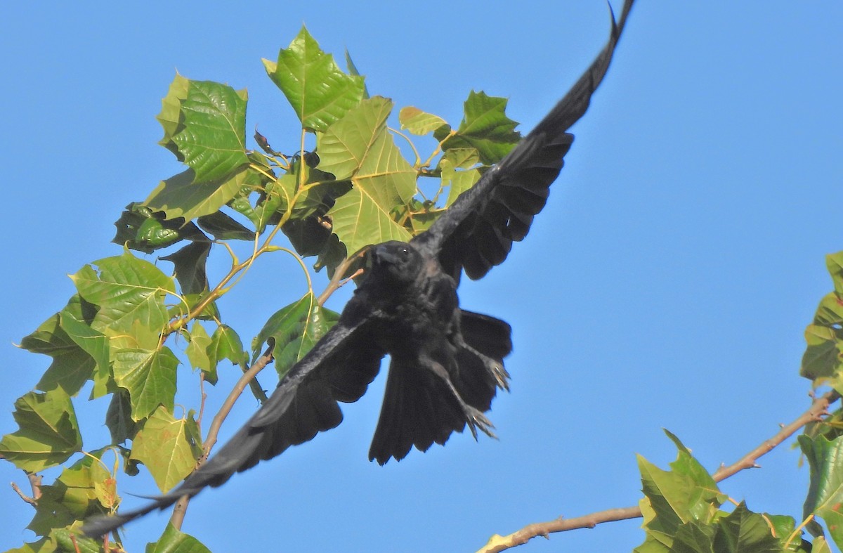 American Crow - ML639755332