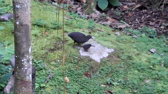 Cinereous Tinamou - ML639755432