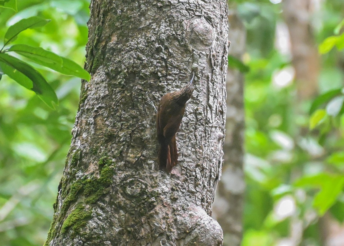 Cocoa Woodcreeper - ML639755542