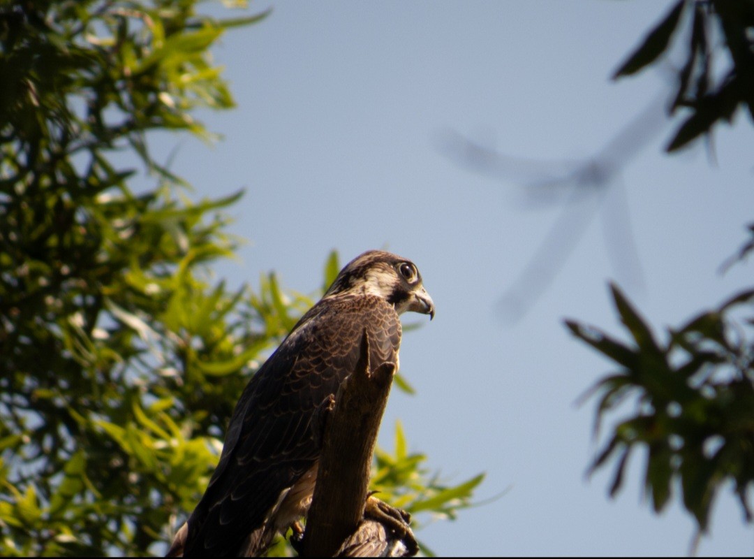 Эгэл шонхор - ML639755554