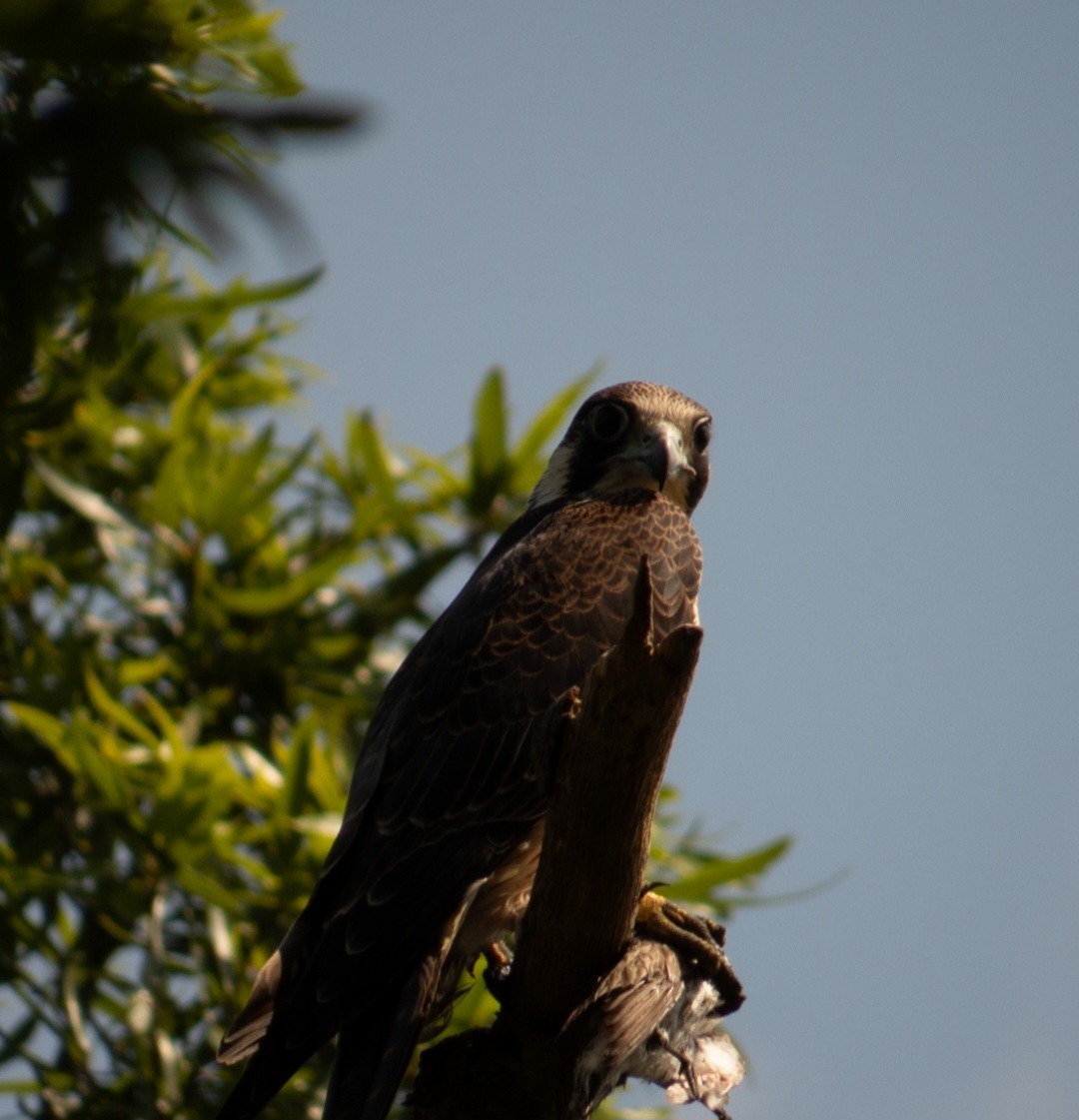 Эгэл шонхор - ML639755555