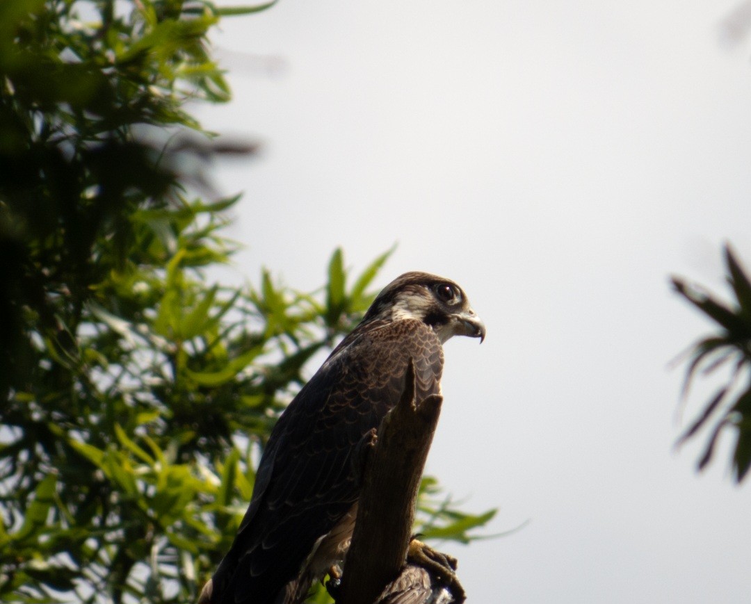 Эгэл шонхор - ML639755556