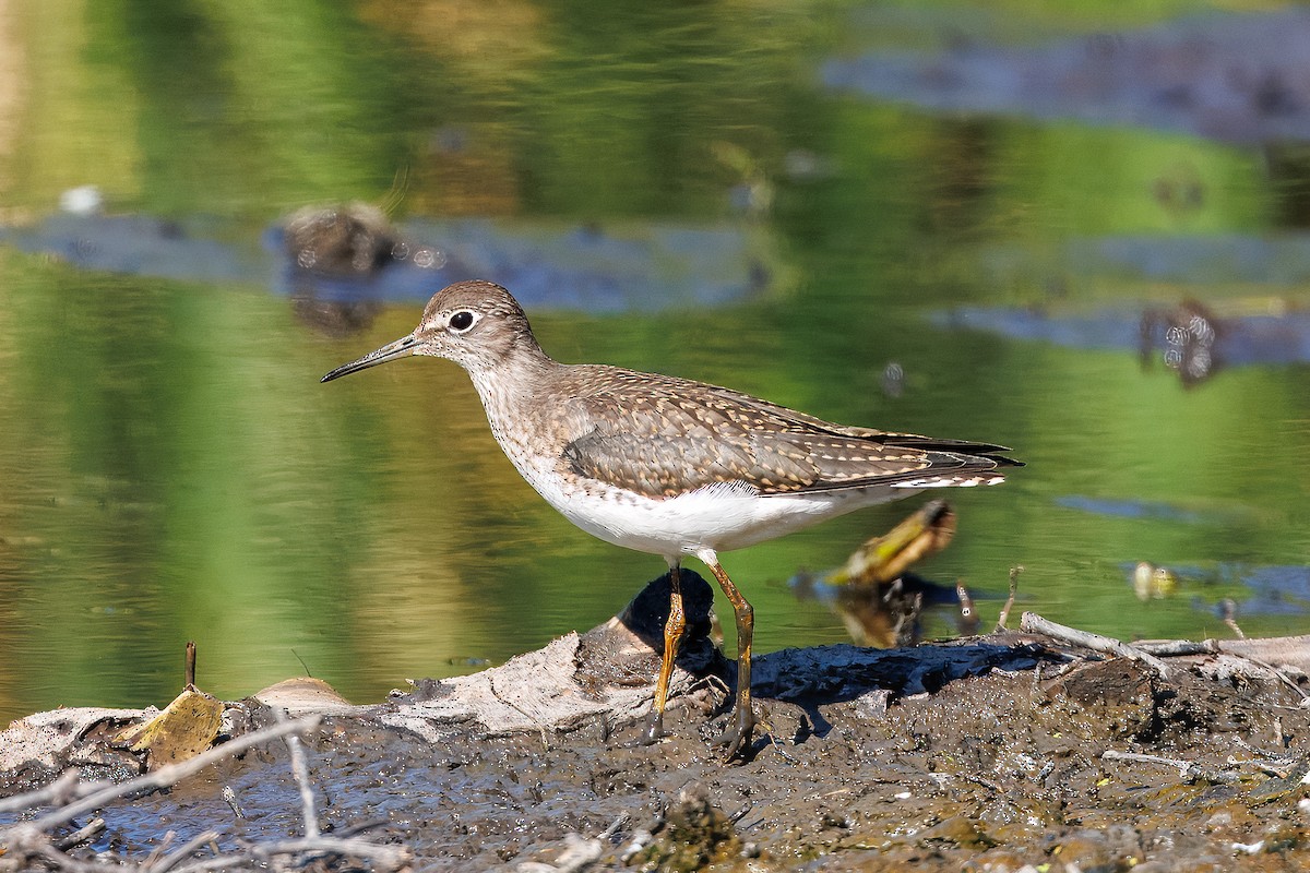 Solitary Sandpiper - ML639755574