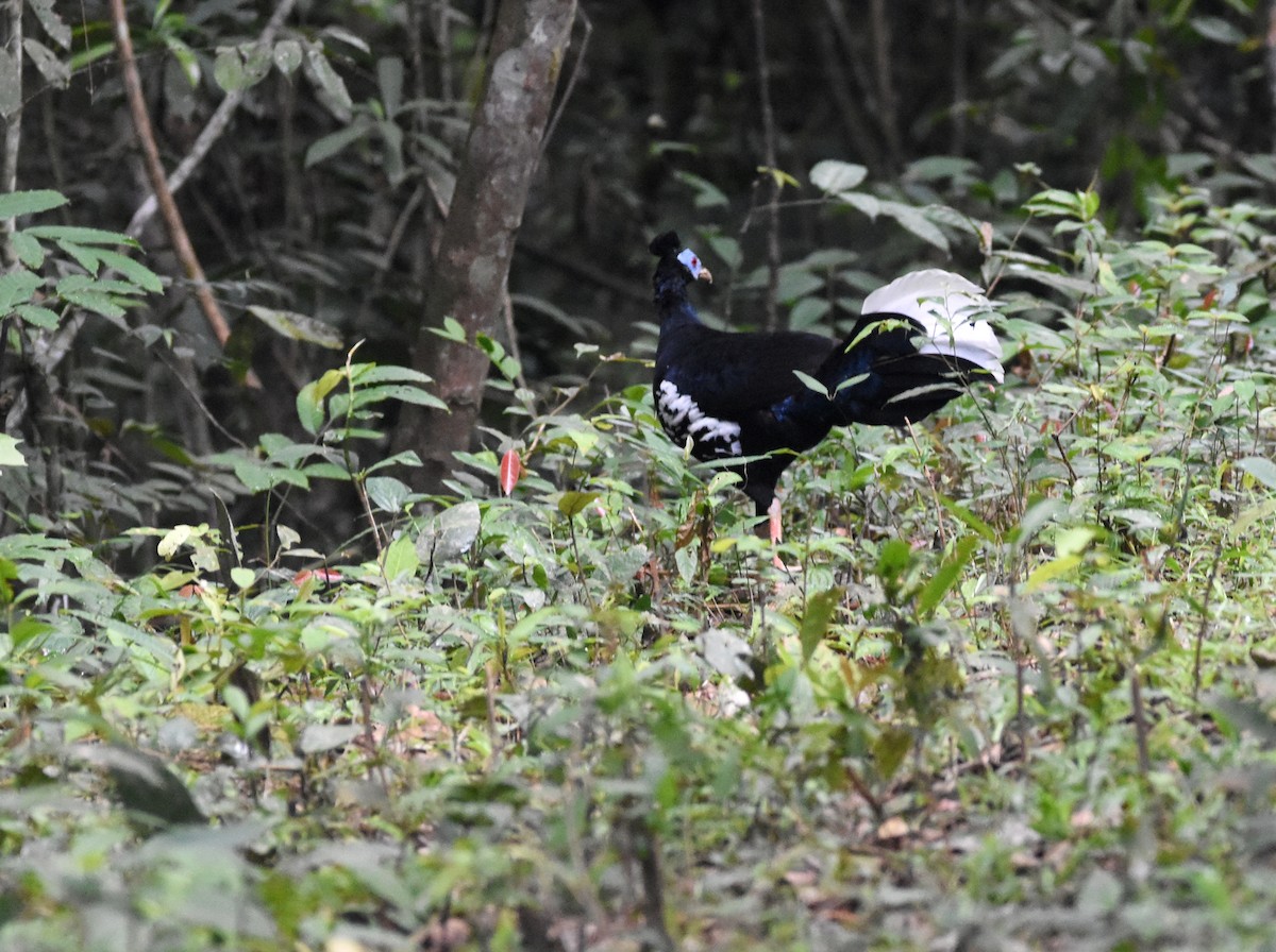 Malayan Crested Fireback - ML639755580