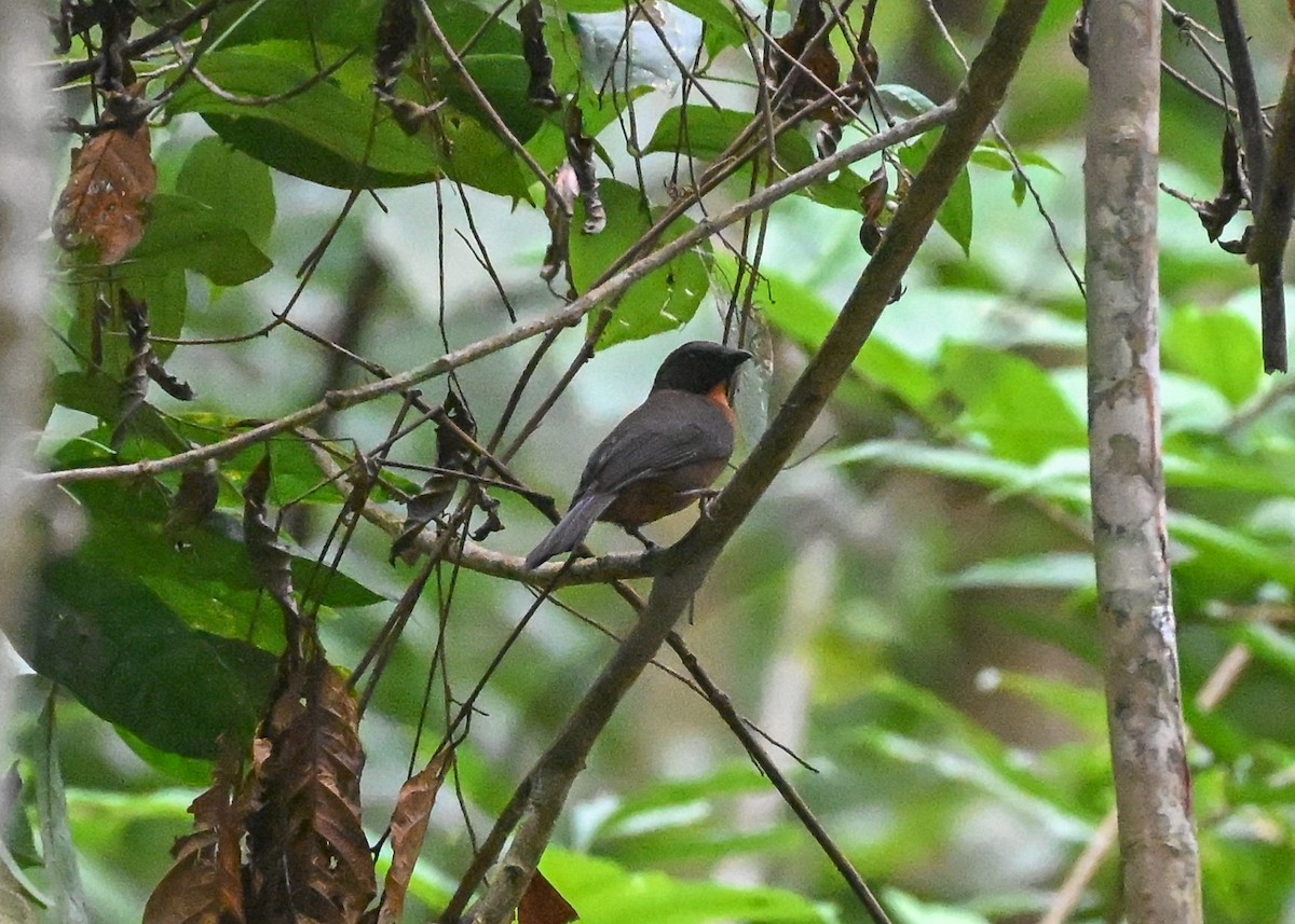 Black-cheeked Ant-Tanager - ML639755599