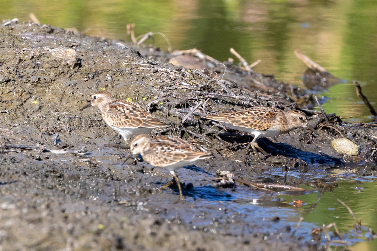 Least Sandpiper - ML639755637