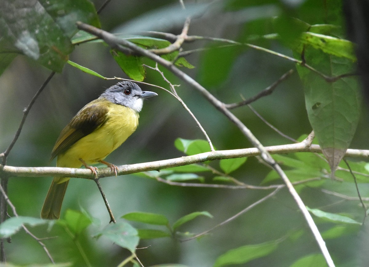 Yellow-bellied Bulbul - ML639755651