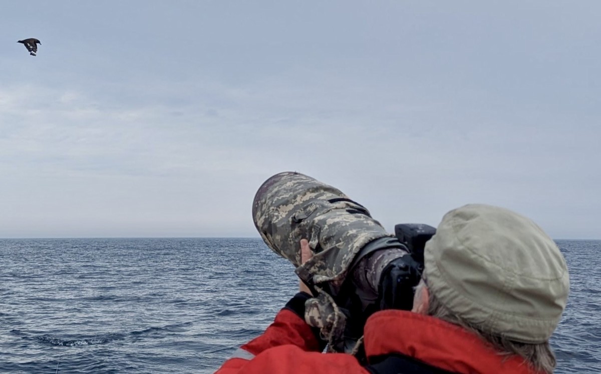 South Polar Skua - ML639755654