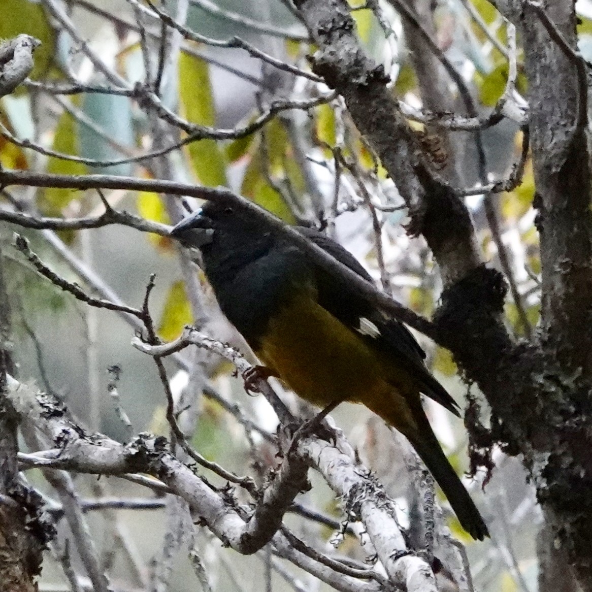 White-winged Grosbeak - ML639755660