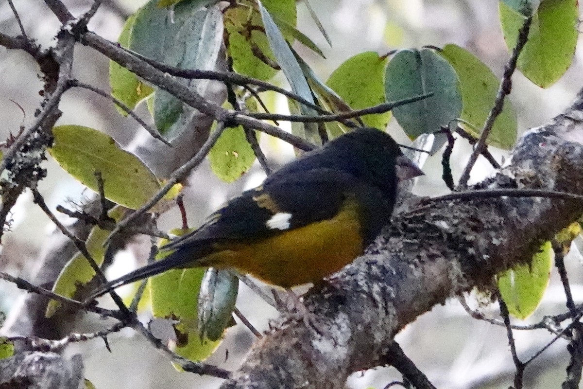 White-winged Grosbeak - ML639755661