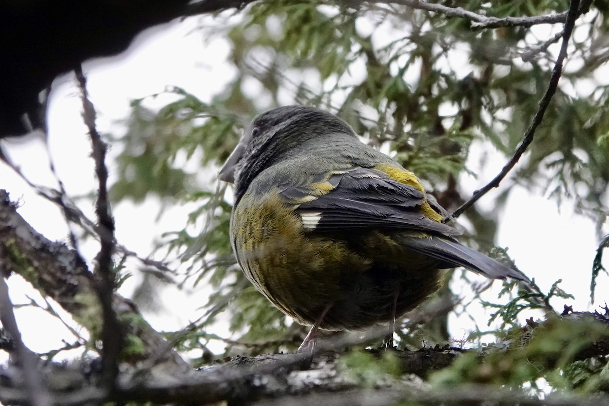 White-winged Grosbeak - ML639755663
