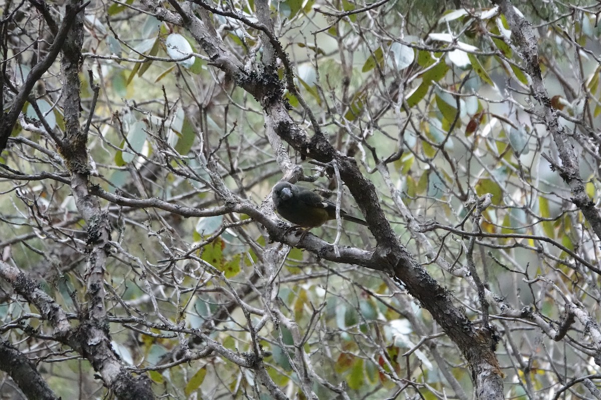 White-winged Grosbeak - ML639755664