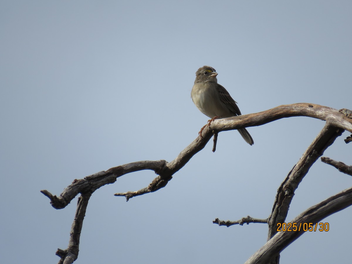 Grassland Sparrow - ML639755666