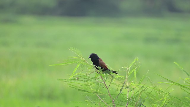 Lesser Coucal - ML639755675