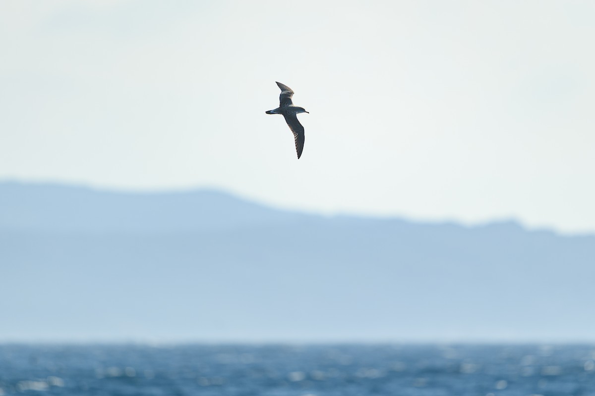 Scopoli's Shearwater - ML639755679