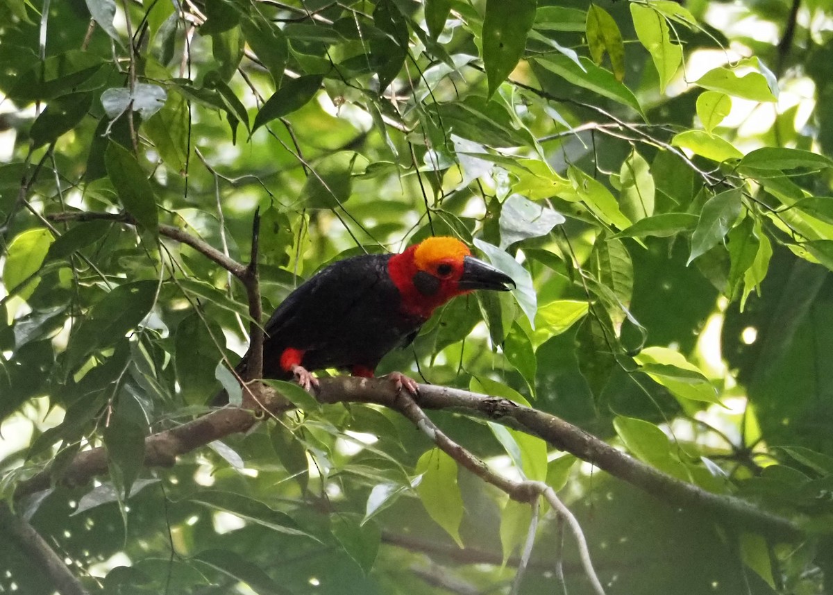 Bornean Bristlehead - ML639755701