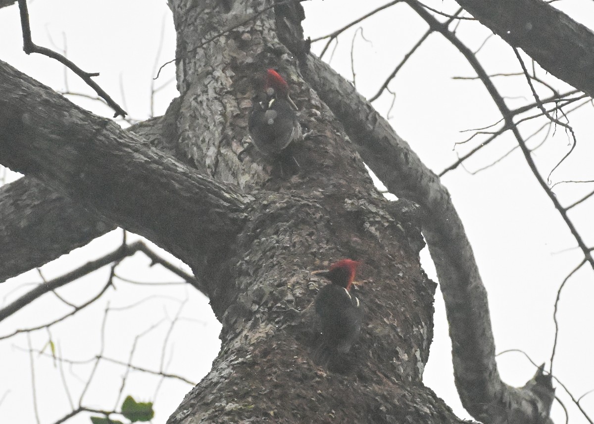 Pale-billed Woodpecker - ML639755792