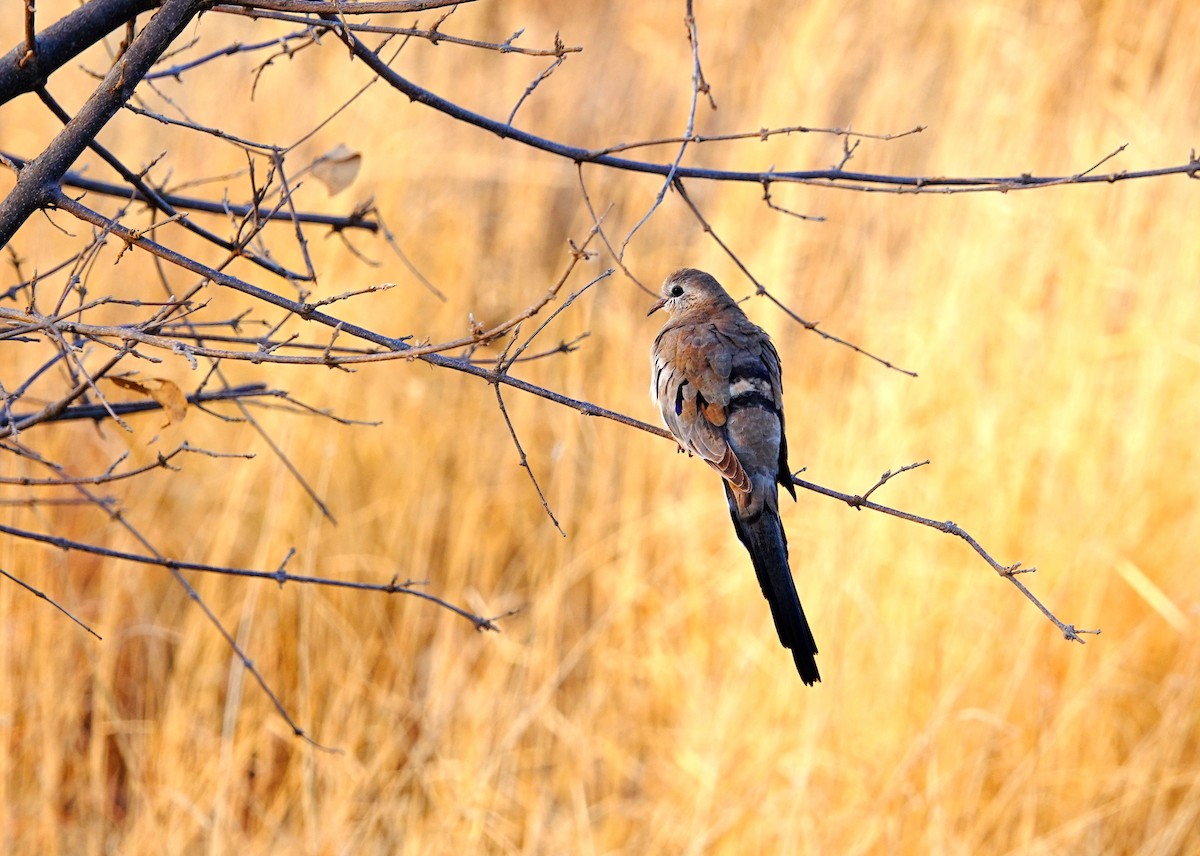 Namaqua Dove - ML639755810