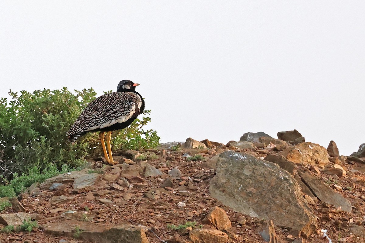 Black Bustard - ML639755822