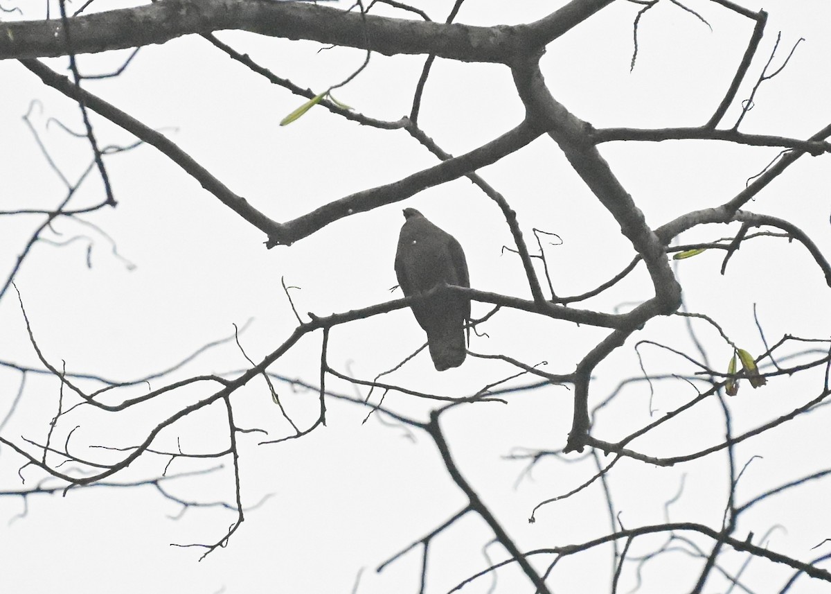 Short-billed Pigeon - ML639755823