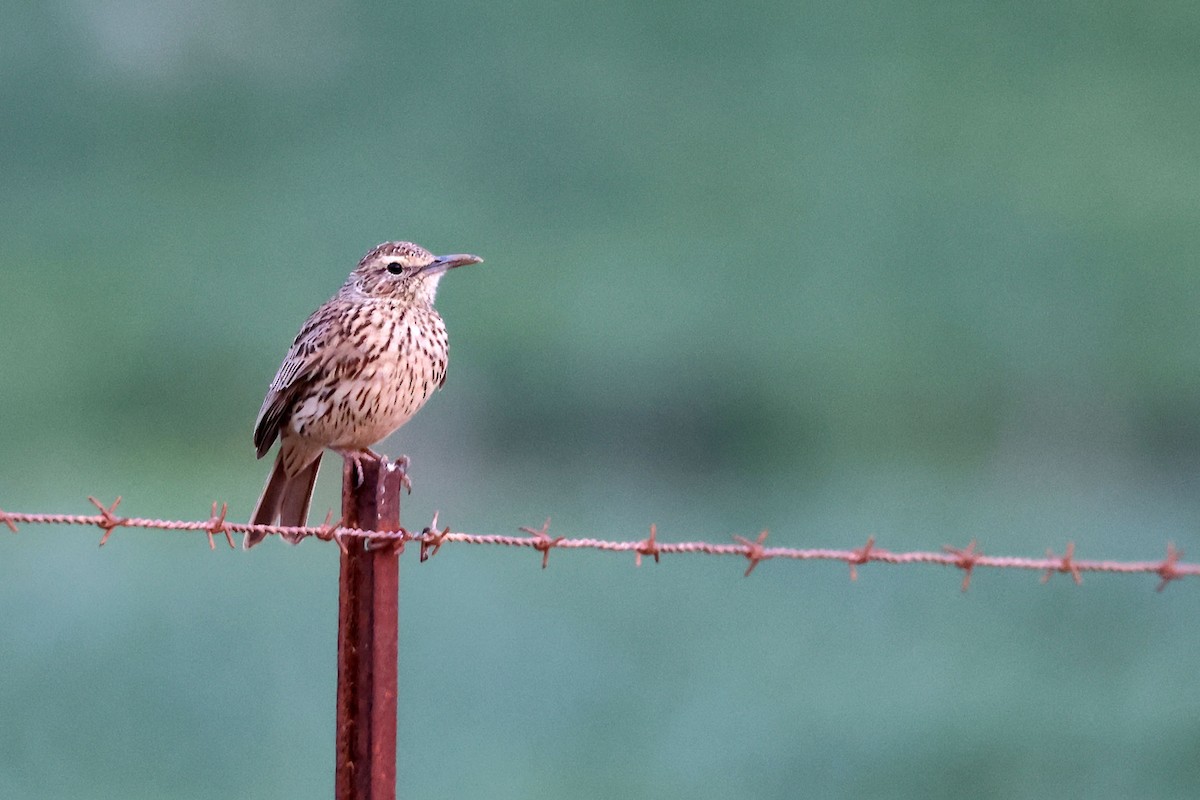 Cape Long-billed Lark (Cape) - ML639755843