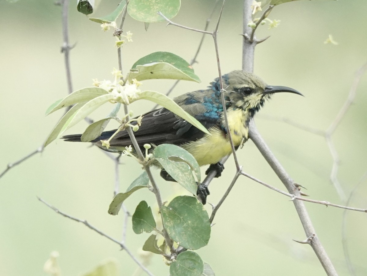 Purple Sunbird - ML639755860