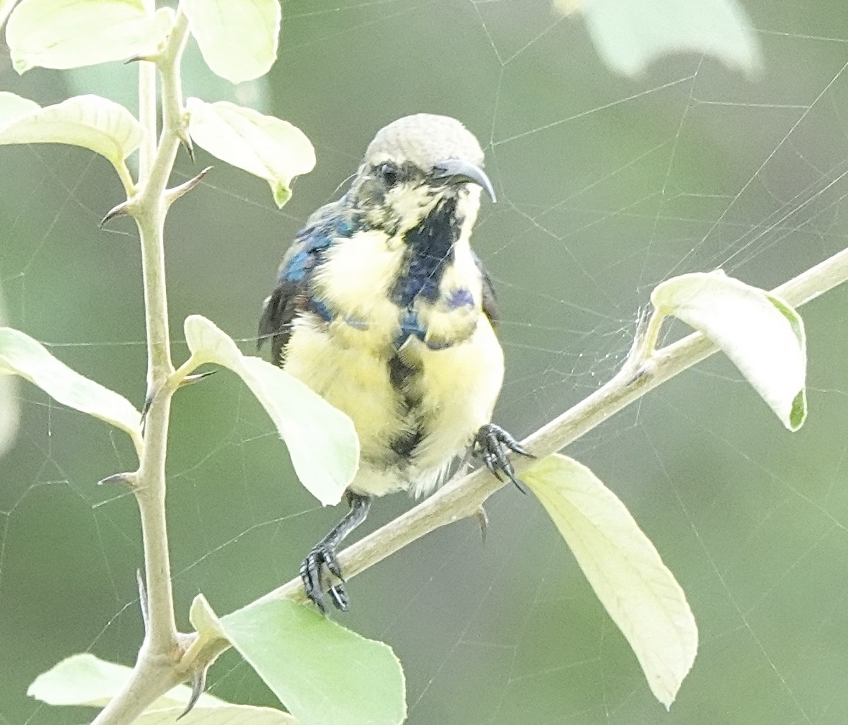 Purple Sunbird - ML639755861
