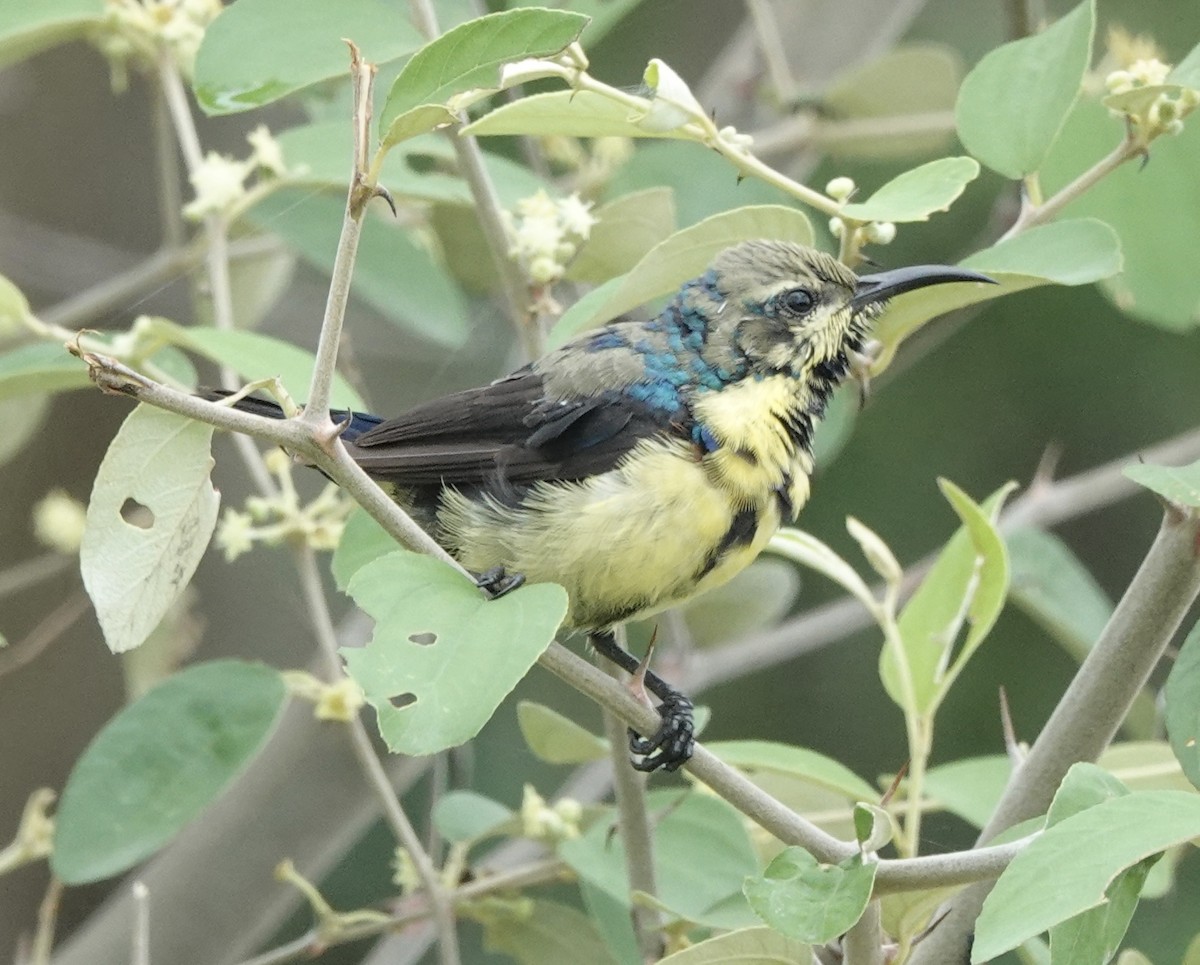 Purple Sunbird - ML639755862