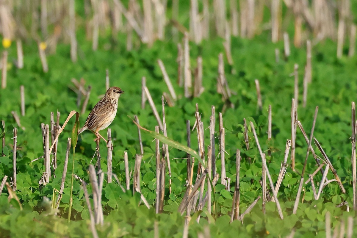 Cloud Cisticola (Cape) - ML639755864