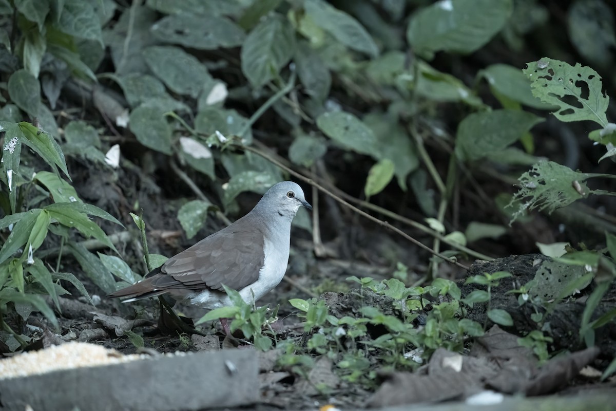 Pallid Dove - ML639755957