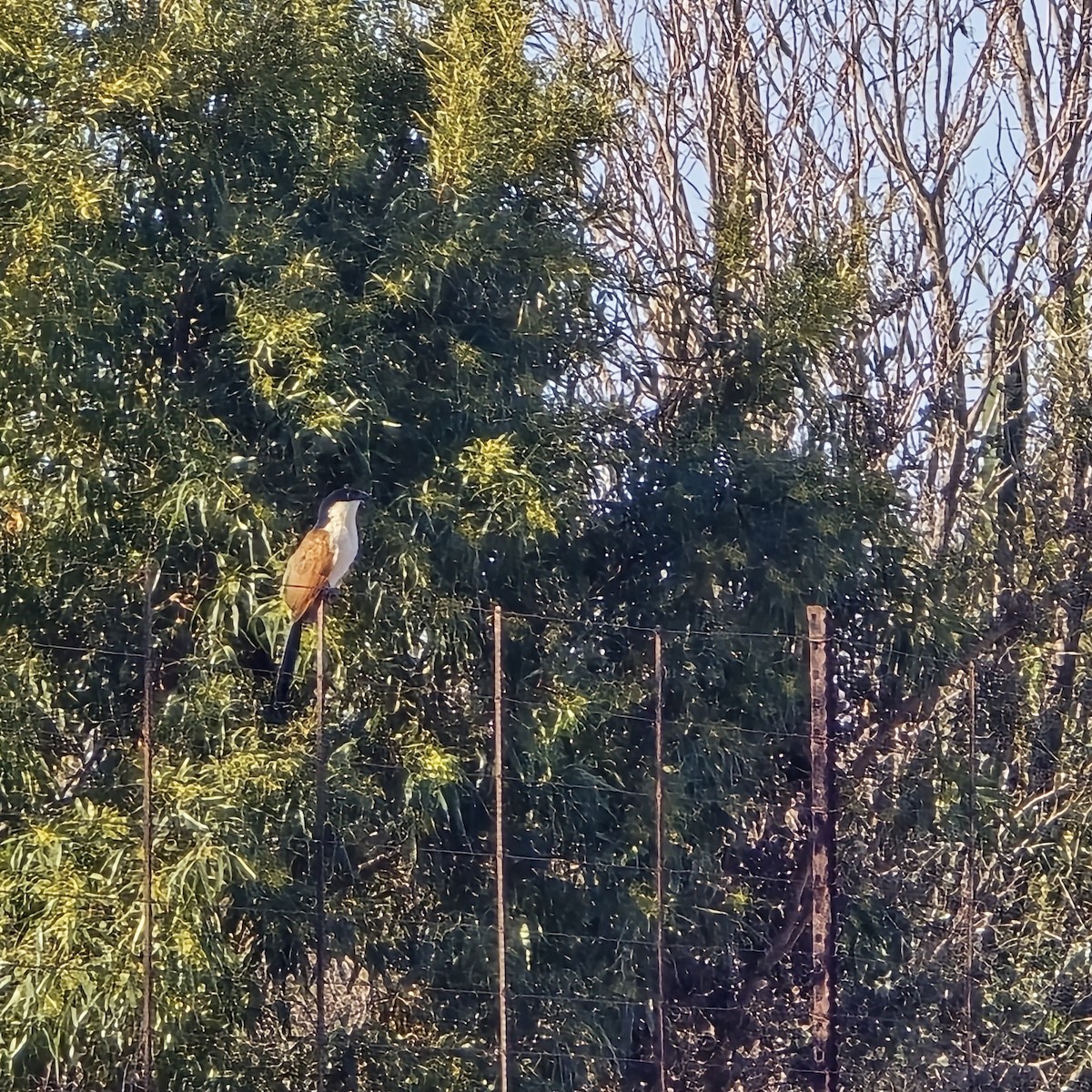 Burchell's Coucal - ML639756059