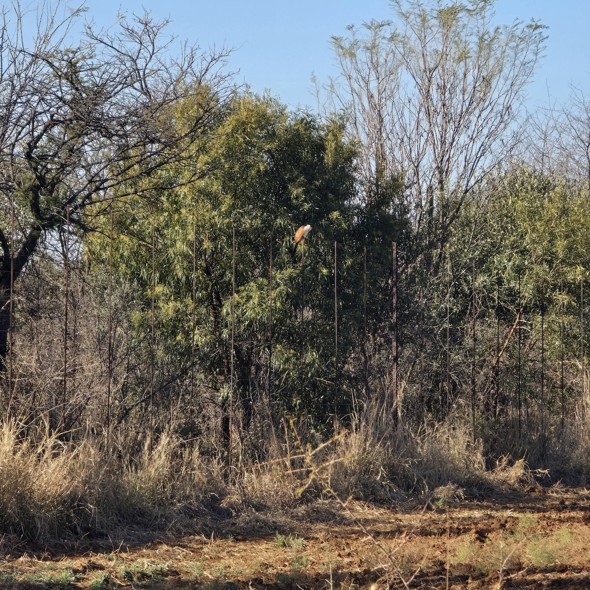 Burchell's Coucal - ML639756079