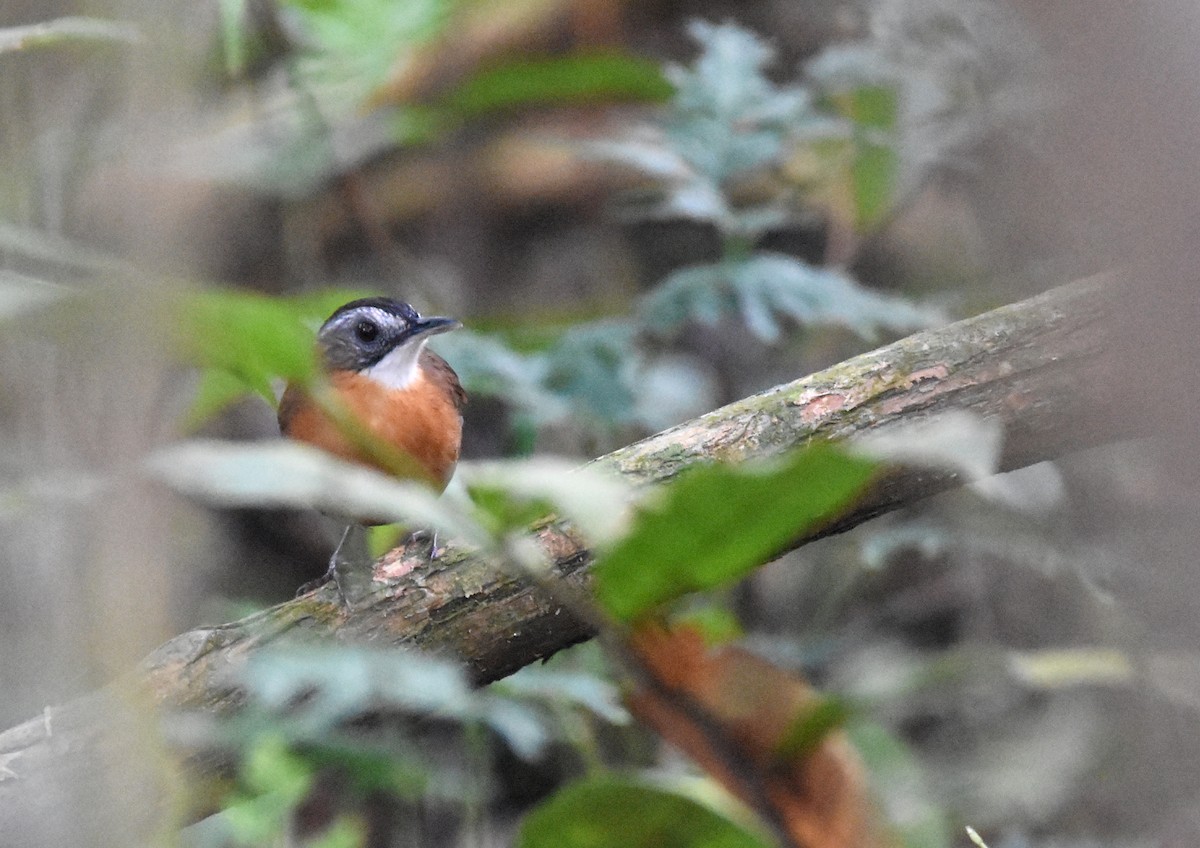 Malayan Black-capped Babbler - ML639756084