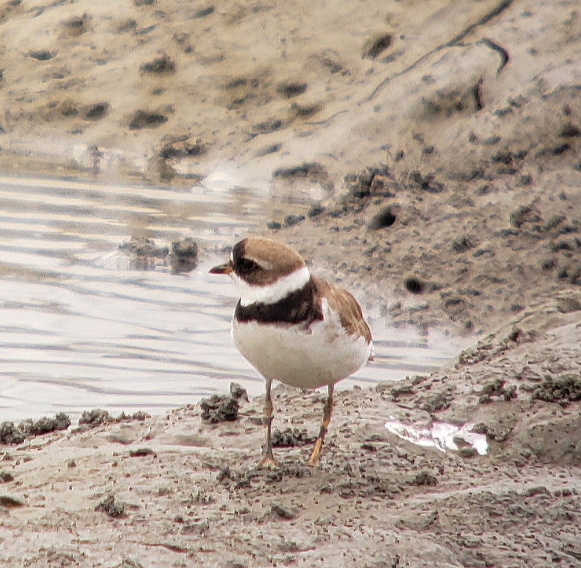 Semipalmated Plover - ML639756152
