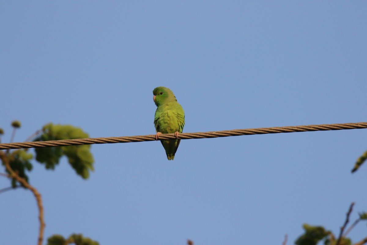 Turquoise-winged Parrotlet - ML639756153