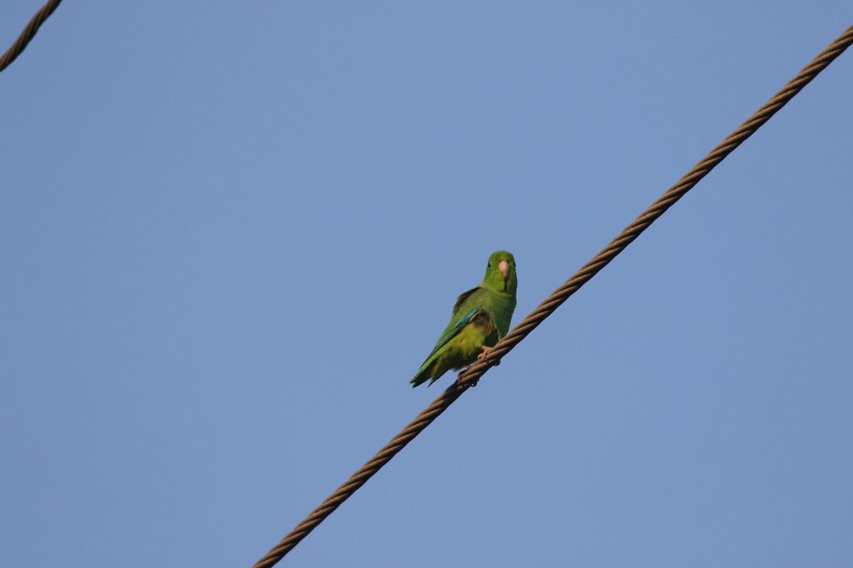 Turquoise-winged Parrotlet - ML639756154
