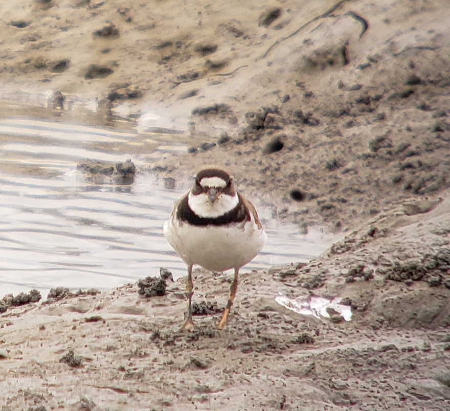 Semipalmated Plover - ML639756158