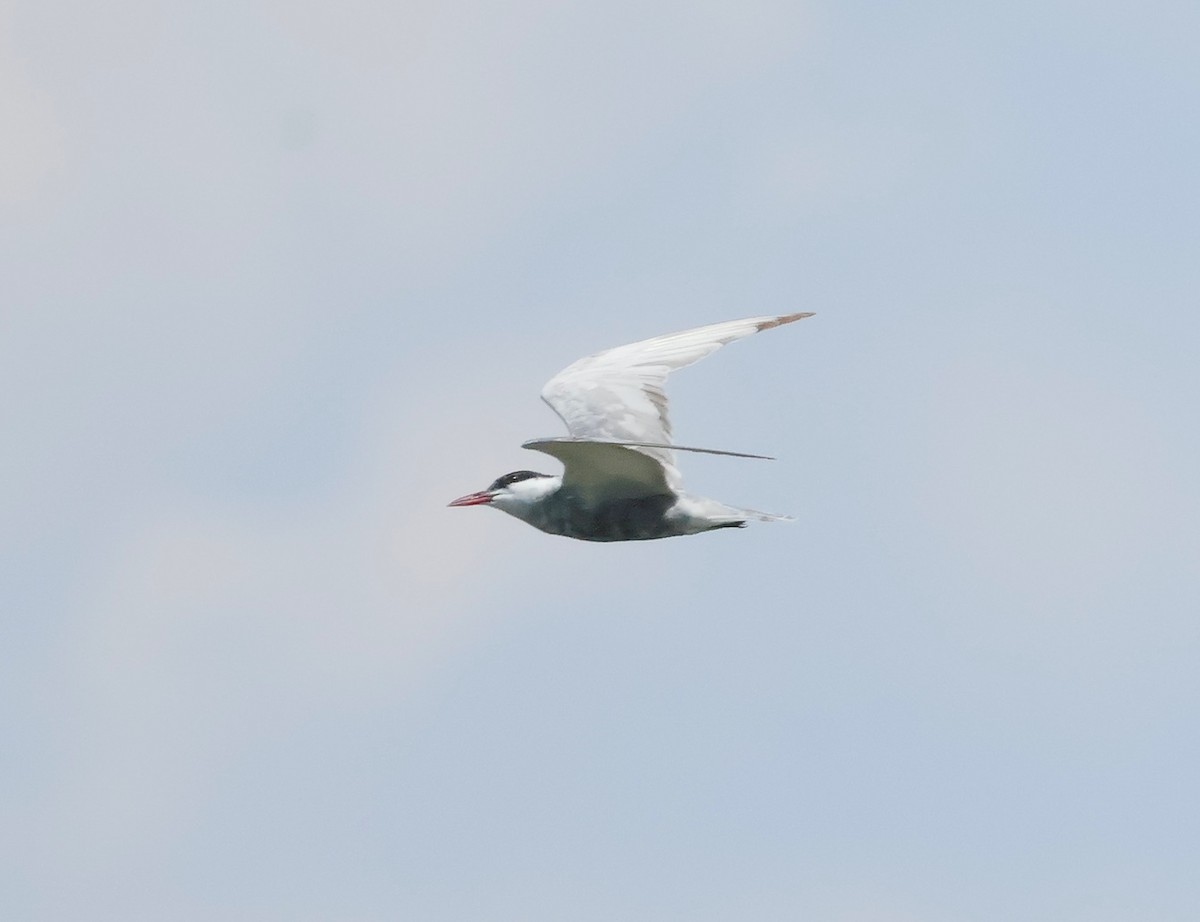 Whiskered Tern - ML639756177