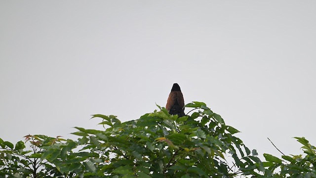 Lesser Coucal - ML639756197