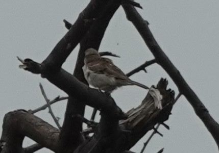 Moineau du Sind - ML639756214