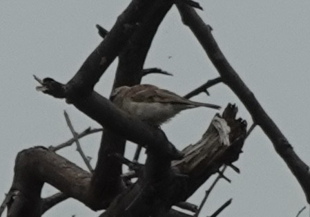 Moineau du Sind - ML639756215