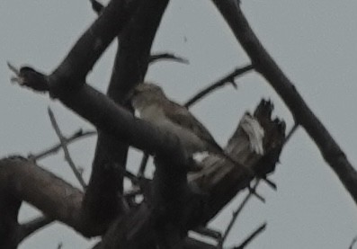 Moineau du Sind - ML639756216