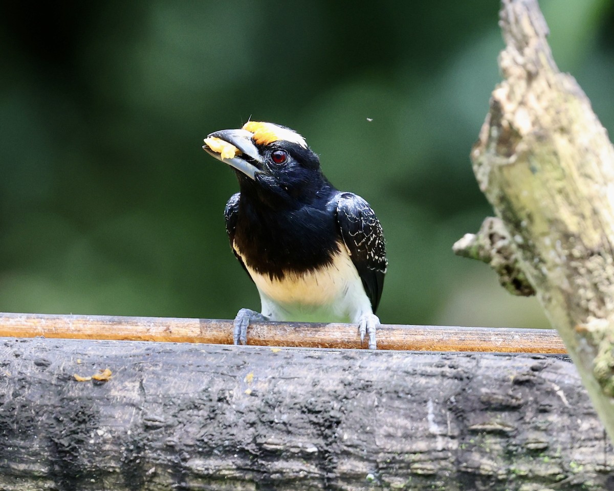Orange-fronted Barbet - ML639756217